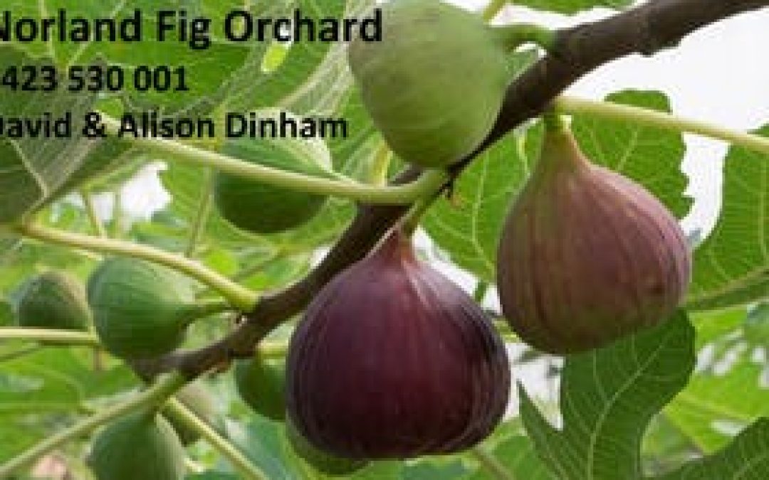 Norland Fig Orchard Tour and Tasting