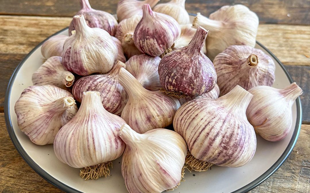 Kabadah Cottage – Locally Grown Garlic