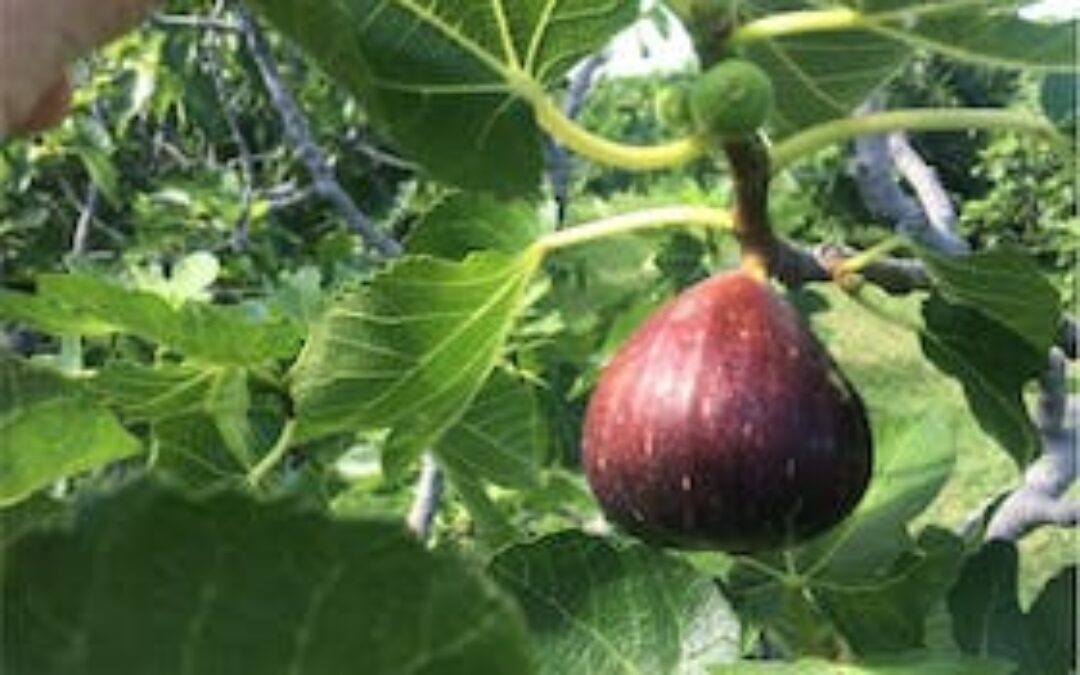 Shining the light on local producers – Figs and Sweet Treats
