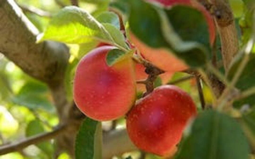 Shining the light on local producers – Apples and Chocolate