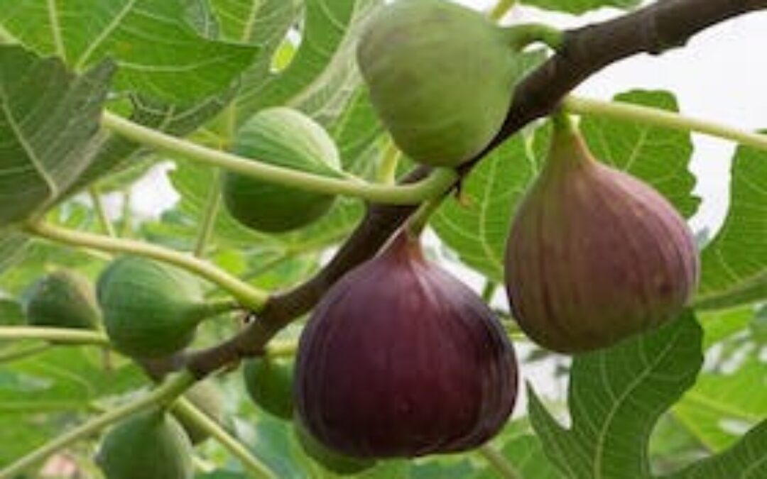 Norland Fig Tour and Tasting